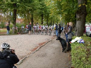Dassow Cross-Cup 182